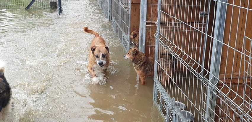 Krakusi pomagają psom z zalanego schroniska w Wadowicach Dolnych