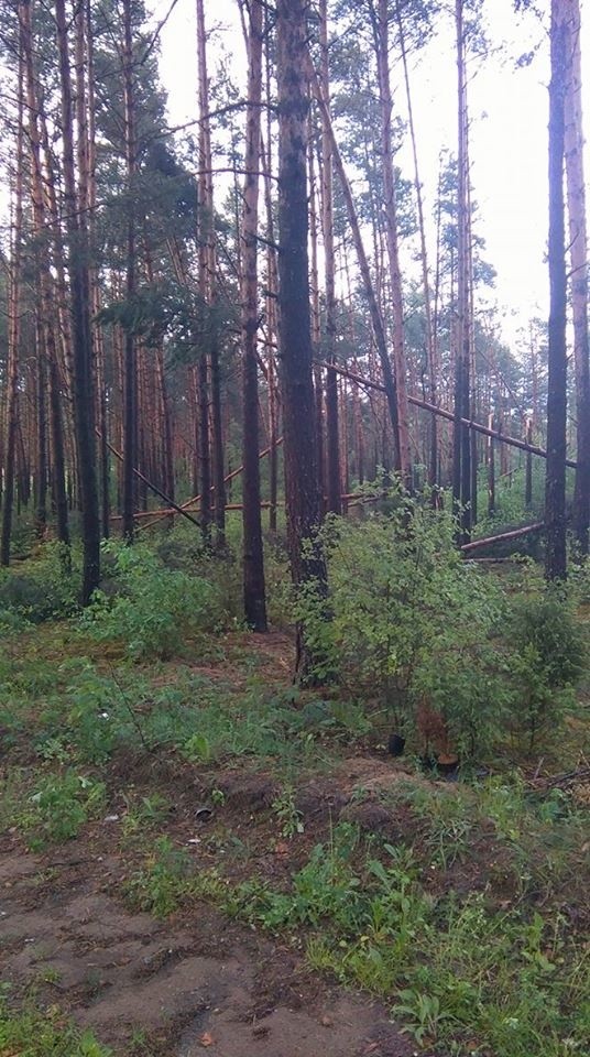 Burza w Wasilkowie, drzewa łamały się jak zapałki