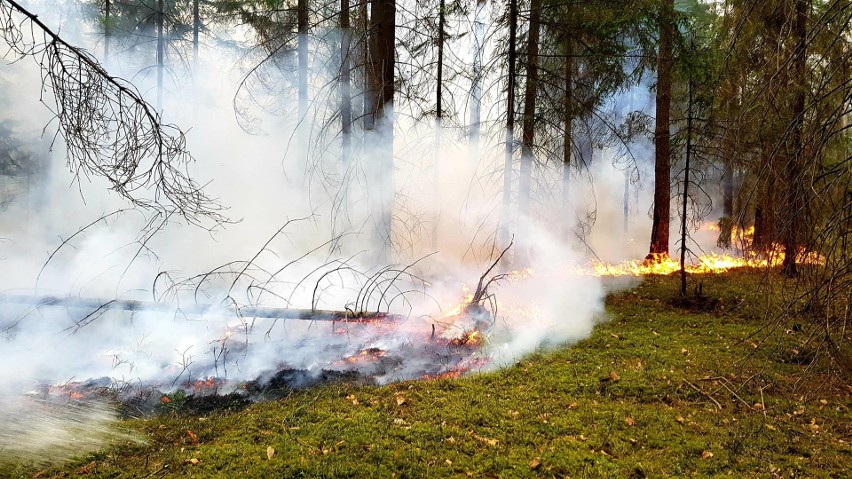 18 zastępów straży walczyło z pożarem lasu w pobliżu...