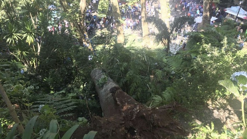 Portugalia, Madera: Tragedia w Funchal. Drzewo przygniotło ludzi, zginęło 12 osób [ZDJĘCIA] [WIDEO]