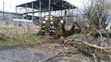 Wichura w Beskidach: Drzewo spadło na samochód, wiatr zerwał dach z przystanku PKP. Silny wiatr powalił drzewa i zrywał dachy ZDJĘCIA