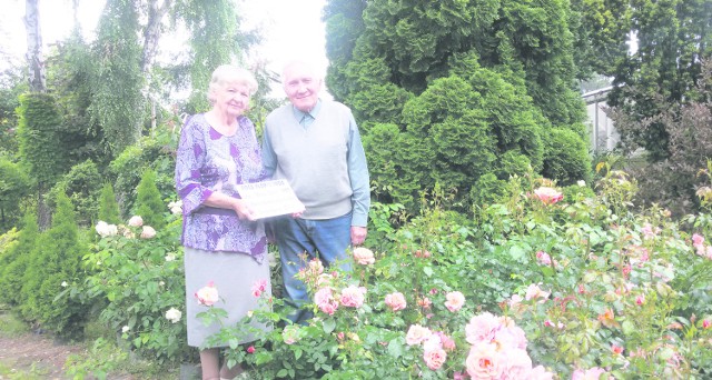 Państwo Winklerowie mają w swoim ogrodzie także słynne róże - "Maria Skłodowska-Curie" oraz "Furstin von Pless", czyli Księżna z Pszczyny. To tutaj są największe poletka tych krzewów w Polsce