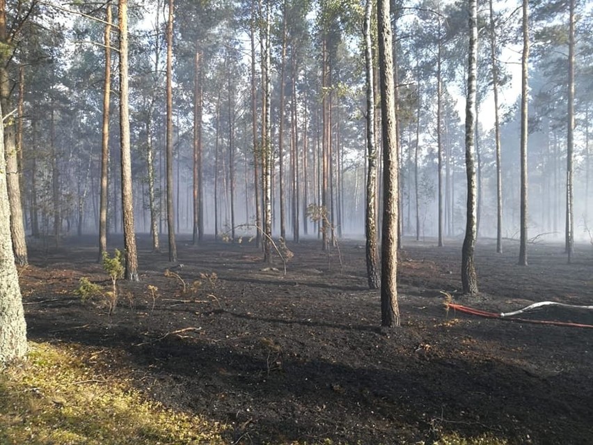 Pożar lasu w Kwiatkowie gm. Chorzele 02.07.2019. Spłonęło 3,5 hektara