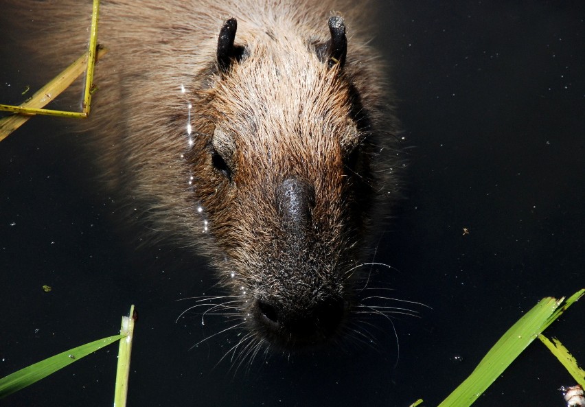 W bydgoskim Ogrodzie Zoologicznym – o czym informowaliśmy –...