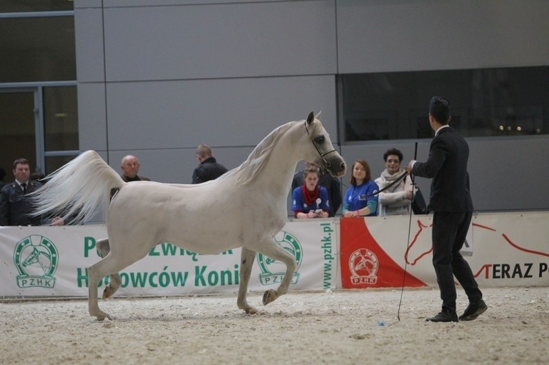 W sobotę podczas targów Cavaliada polskie stadniny koni...