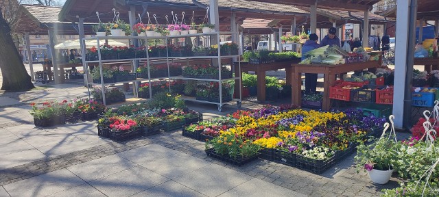 Takie kwiaty można kupić na targowisku w Chełmnie - zobaczcie ceny i gatunki pięknych kwiatów.