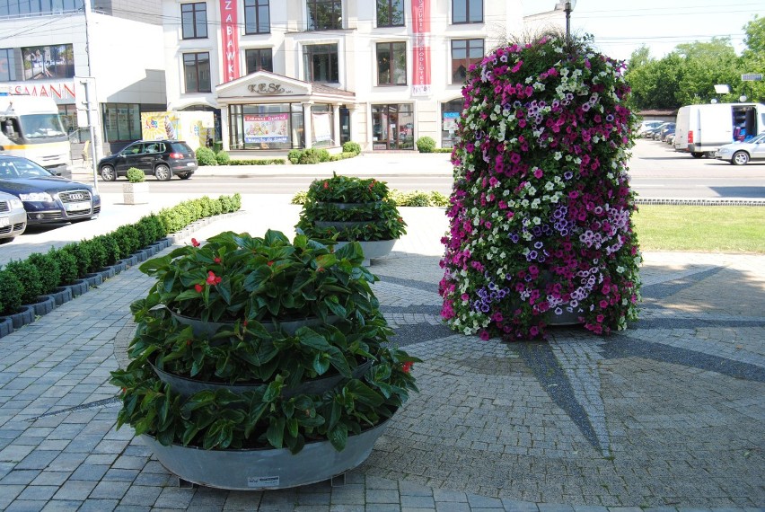 Włoszczowa coraz bardziej ukwiecona. Ozdobne rośliny pojawiły się już w wielu punktach miasta (ZDJĘCIA)