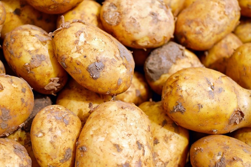 Zbiory ziemniaków (łącznie z produkcją w ogrodach...