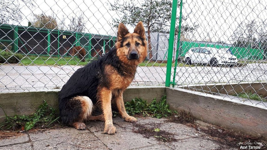 Tarnów. Blisko setka psiaków w tarnowskim azylu czeka na nowy dom [ZDJĘCIA]