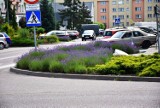 Fioletowy Człuchów - lawendowa stolica północnej Polski! W mieście jest ponad 600 krzaczków, które właśnie zaczynają kwitnąć | ZDJĘCIA