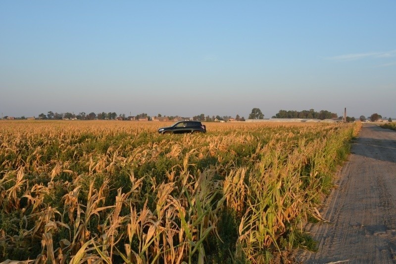 Kradzione auto ukrył w polu kukurydzy [ZDJĘCIA, FILM]