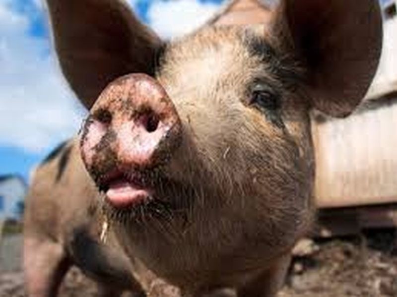 Zakaźna choroba układu oddechowego świń, którą powodują...