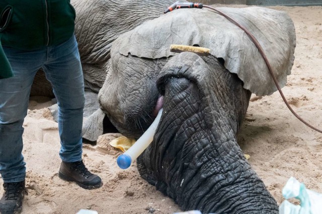 W poniedziałek, 27 stycznia odbył się najprawdopodobniej ostatni zabieg związany z wycięciem ciosa słonia Ninio. Lekarze z uniwersytetu w Pretorii z RPA: Gerhard Steenkamp i Adrian Tordiff wycinali kość wraz z korzeniem, pozostałości, które zostały w szczęce zwierzęcia.