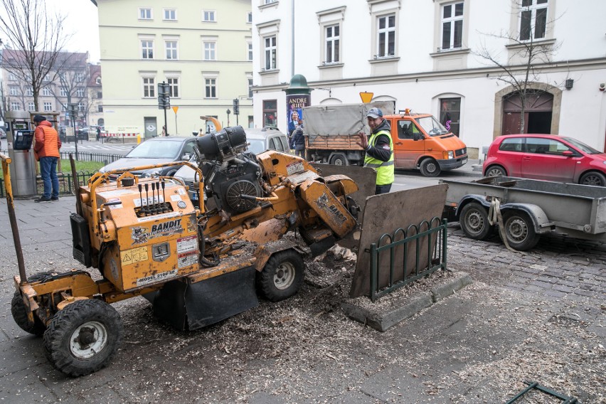 Kraków. Drzewa na Mostowej poszły pod topór. Były chore?