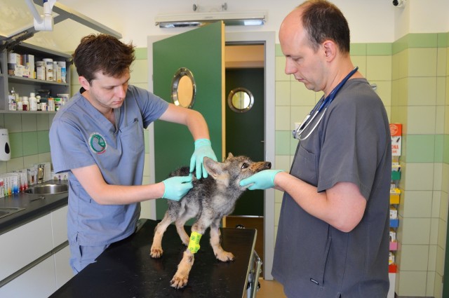 W Ośrodku Rehabilitacji Zwierząt Chronionych w Przemyślu przebywa ok. 3-miesięczny samiec wilka szarego.