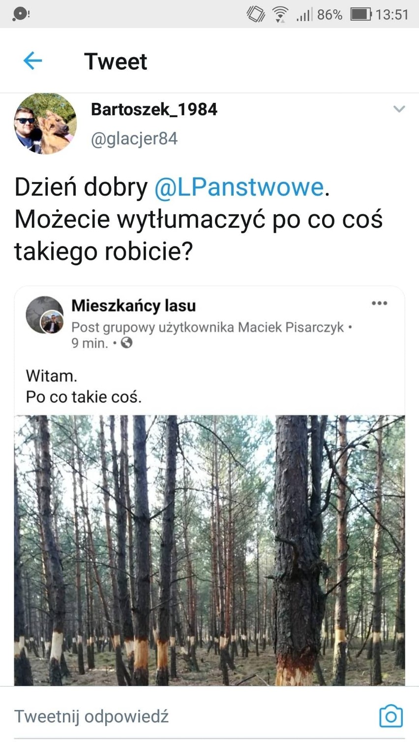 Co się dzieje na Białych Ługach? Ktoś niszczy drzewa w rezerwacie? [ZDJĘCIA]