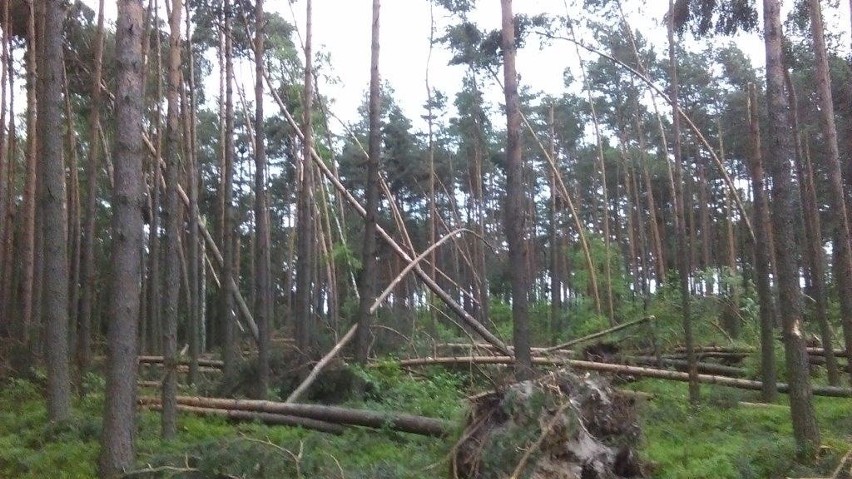 Burze na Śląsku: Olbrzymie szkody w nadleśnictwach RDLP w Katowicach