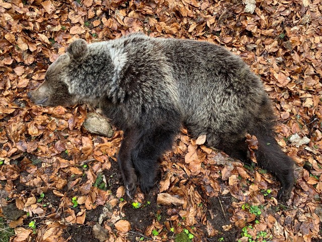 - W tym przypadku niedźwiedź zapłacił za nieodpowiedzialne zachowanie turystów – kwitują Słowacy.