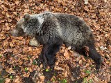 Tatry Słowackie. Służby przyrodnicze zastrzeliły niedźwiedzia, który zbliżał się do schroniska i turystów