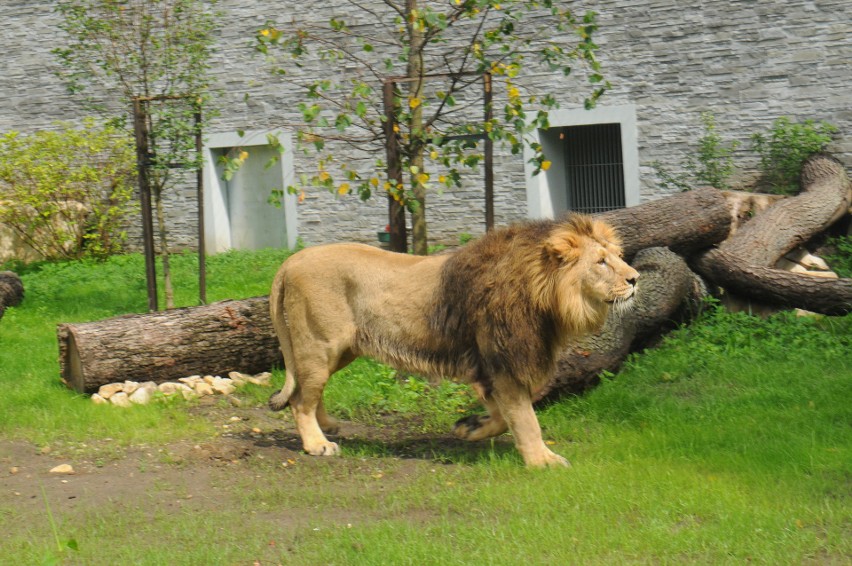 Zoo w Krakowie. Jaguary i lwy mają swój pawilon [ZDJĘCIA]