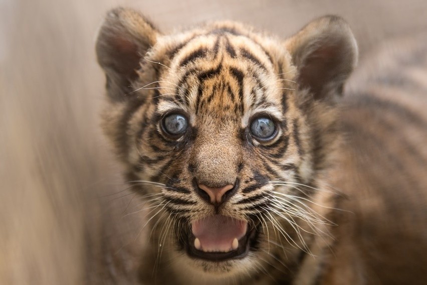 Oto tygrysek z wrocławskiego zoo. Ale słodziak!