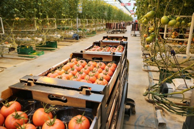 Wiosną ceny krajowych warzyw mogą znacznie wzrosnąć. Zamiast polskich pomidorów będziemy kupować importowane, bo taniej?