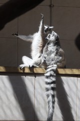 Lemury czekają na pieniądze na wybieg [ZDJĘCIA]