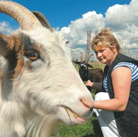 - Często odwiedzają nas szkolne wycieczki, a dzieciom najbardziej podobają się kózki - mówi Elżbieta Miśkiw