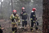 Duży pożar lasu w powiecie bydgoskim. W akcji pomagały samoloty gaśnicze