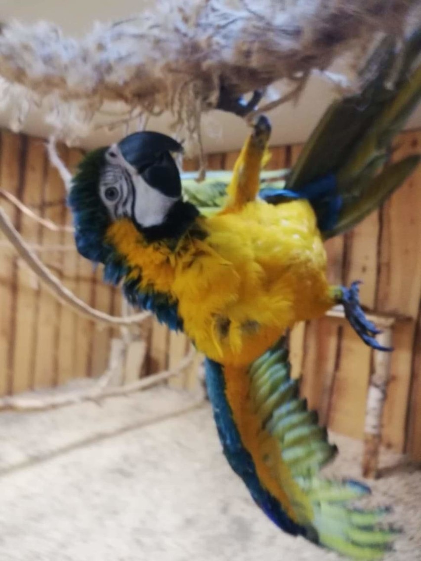 Ktoś ukradł 60 egzotycznych ptaków z łódzkiej papugarni na Widzewie