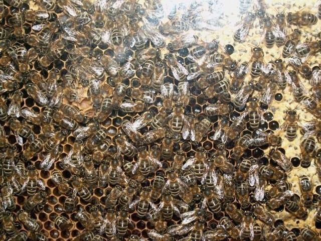 Przyczyn ginięcia pszczół jest co najmniej kilka