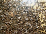 Pszczoły znalazły się na liczniku. Pokazuje on, że ich coraz mniej
