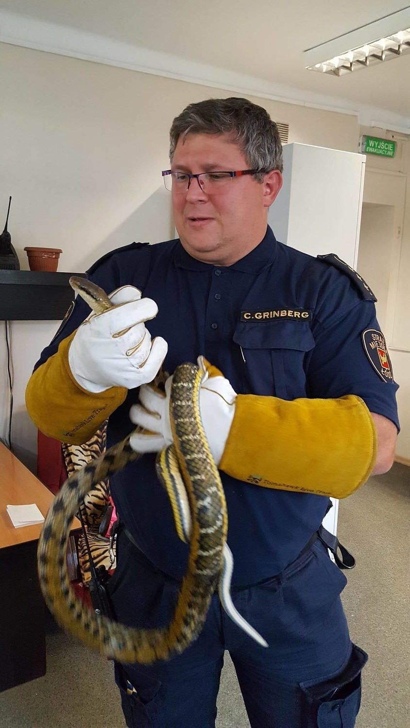 Animal Patrol schwytał ponad 2-metrowego węża na Pabianickiej w Łodzi [ZDJĘCIA]