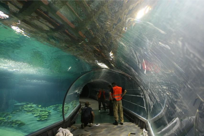 Afrykarium Wrocław - wielkie otwarcie już w niedzielę o...