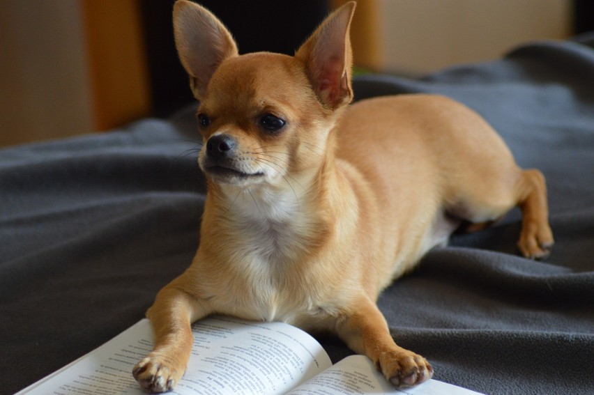 Chihuahua to mały piesek o wielkim sercu. Są bardzo...