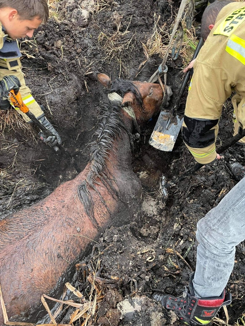 Koń utknął w błocie w miejscowości Łęgi w gminie Dobra