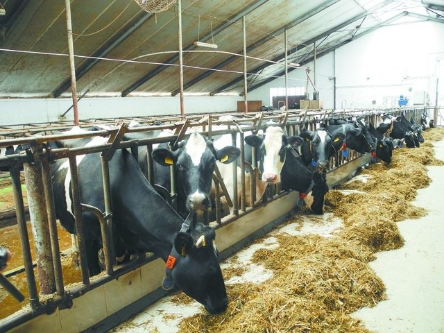 W III kwartale br. produkcja mleka zaczęła rosnąć. Specjaliści ostrzegają, że znowu możemy przekroczyć krajową kwotę mleczną.