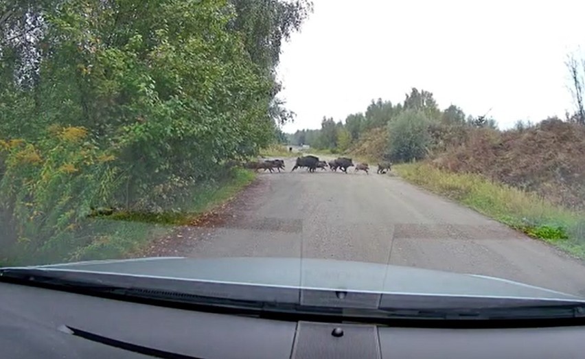 Ponad 20 dzików spotkała na ul. Moryca Welta Anna Tomasik z...