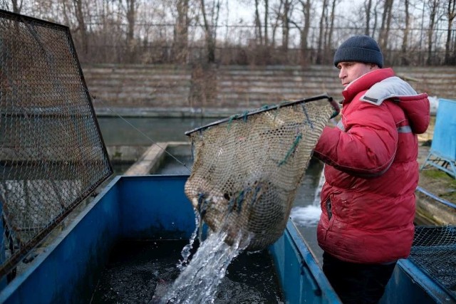 Polowanie na karpie rozpoczęte. Ile kosztują?Polowanie na karpie rozpoczęte. Ile kosztują?