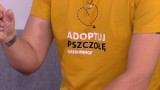 Adoptuj pszczołę! Czy owady w Polsce są zagrożone? 