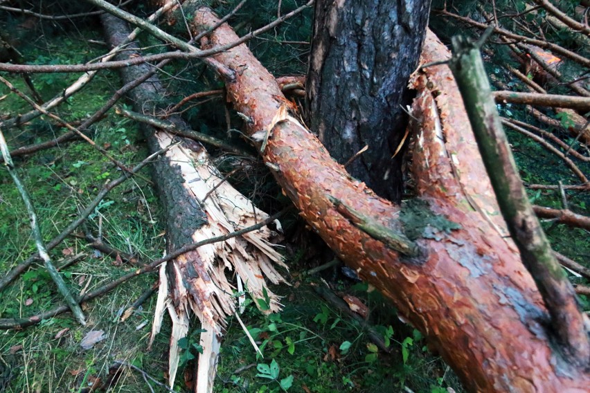 Piwniczna. 40 sekund horroru. Dobę po katakliźmie zniszczony las przeraża [ZDJĘCIA]