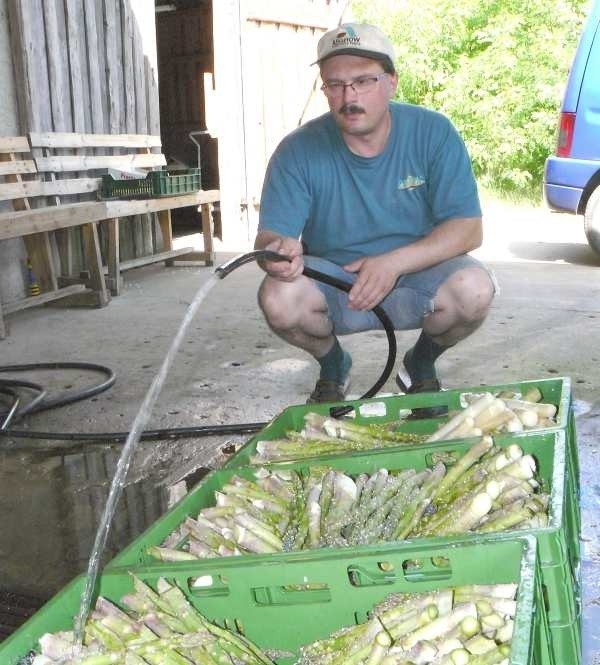 Zdaniem Marka Krzyśkowa, zielone szparagi są smaczniejsze i zdrowsze od białych, ale nie ma na nie chętnych 