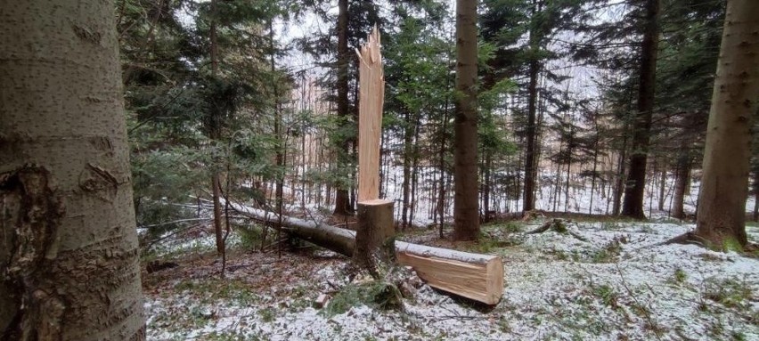 Około 70-letnia jodła zemściła się na złodziejach, którzy próbowali ściąć drzewo