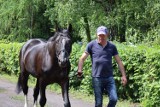 Stado Ogierów w Gnieźnie ma ogiera-czempiona! To perełka wśród koni w Polsce