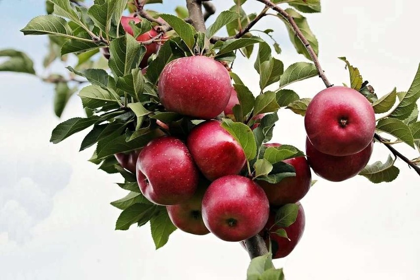 Jabłka stają się świetną pożywką dla bakterii...