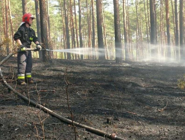 Kilka lat będzie potrzebowała przyroda na odbudowanie tego pogorzeliska.