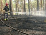Po pożarze w lesie w Stalowej Woli: zaczęło się od ogniska 