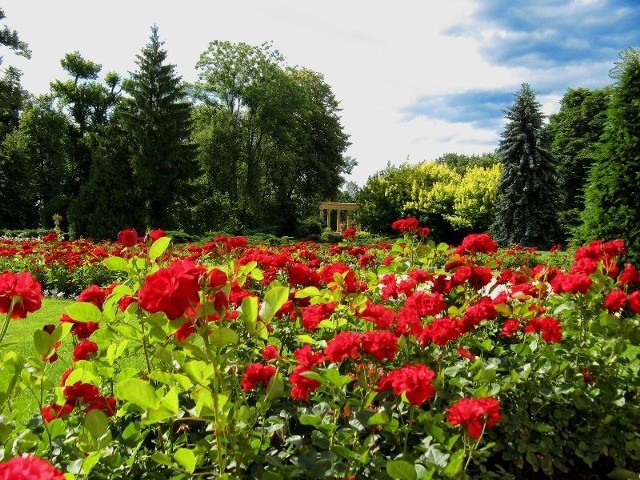 Lancucki ParkZ perspektywy róz park stal sie bajkowym ogrodem.By zaglosowac wyślij SMS o treści fotka.153 pod numer 71051. Koszt jednego SMS-a to 1,22 z VAT