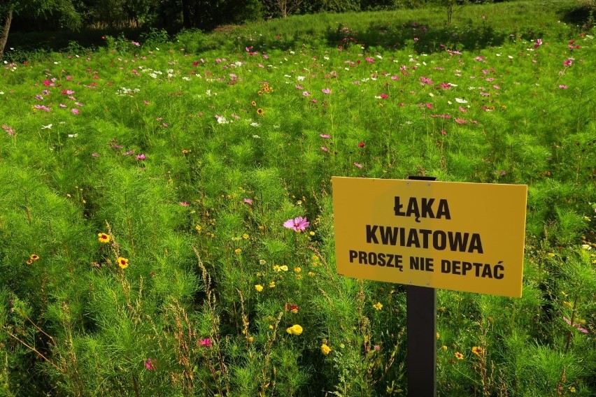 Rybnik wysiewa łąki kwiatowe i sadzi drzewa a kosi w suszy...