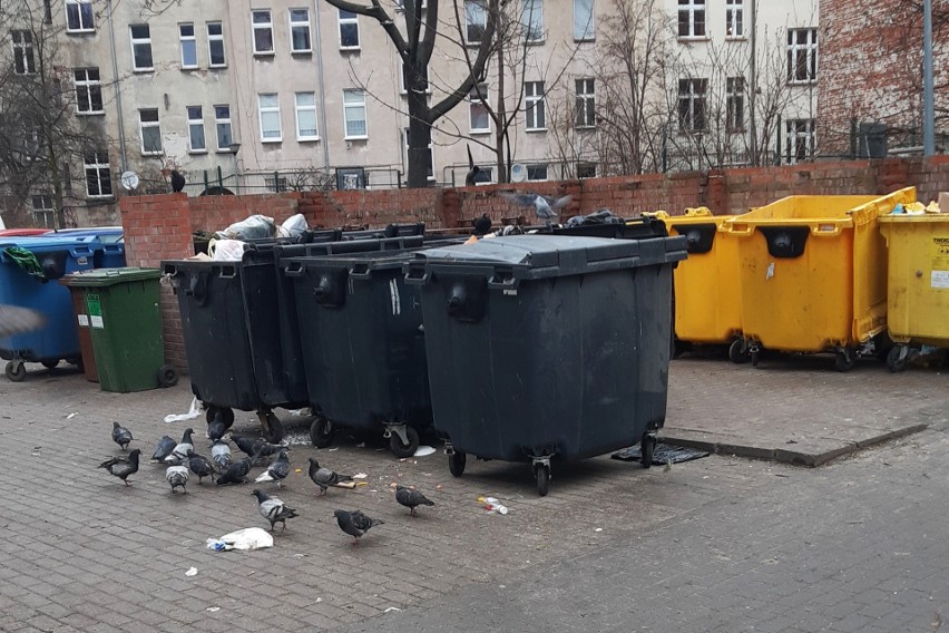 Zniszczone i zaniedbane śmietniki to idealne środowisko dla...